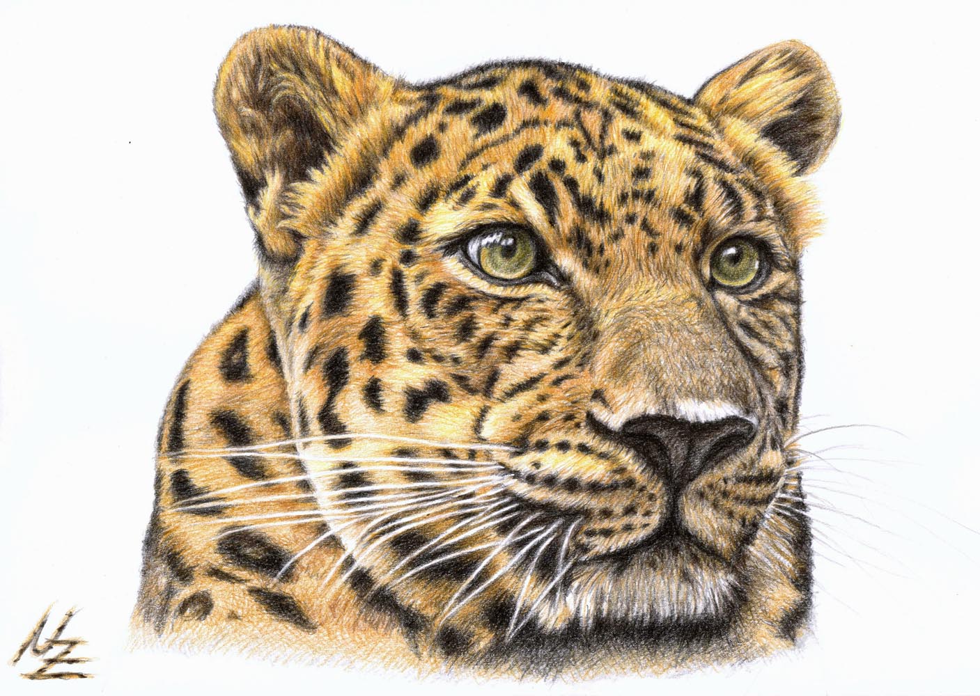 Der Leopard