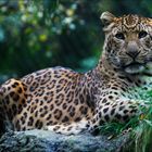 Der Leopard