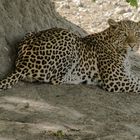 Der Leopard