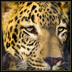 Der Leopard