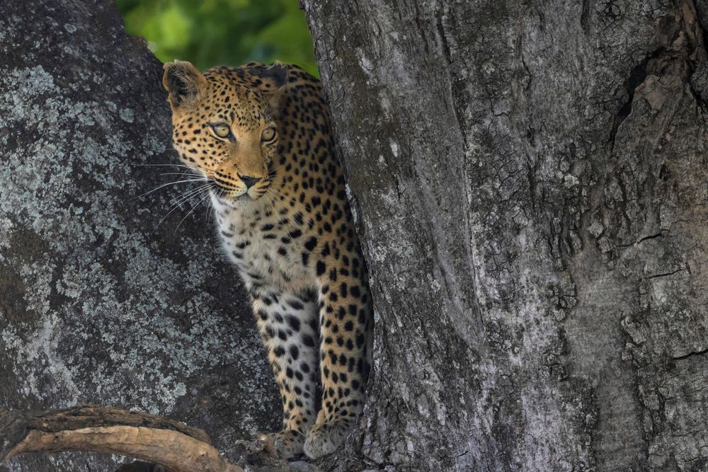 Der Leopard... Foto & Bild canon, nature, natur Bilder auf