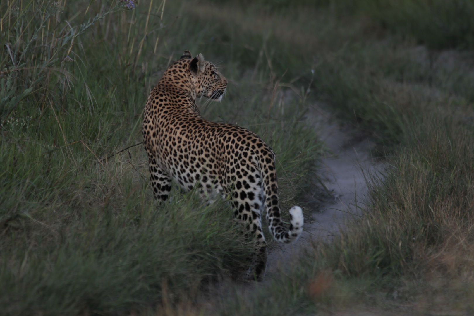 "Der Leopard jagd in der Dämmung II"