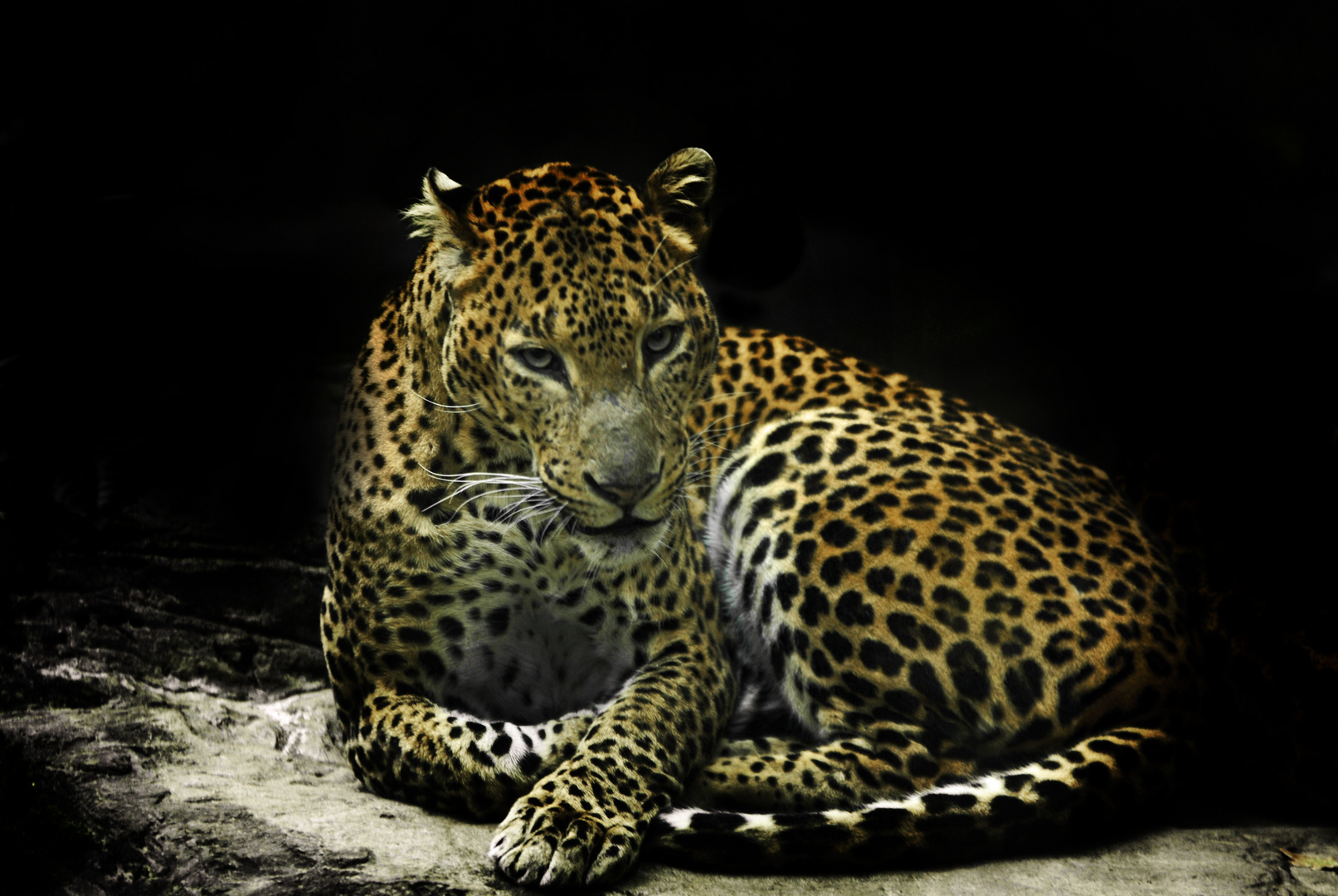 Der Leopard mit dem genervten Blick...
