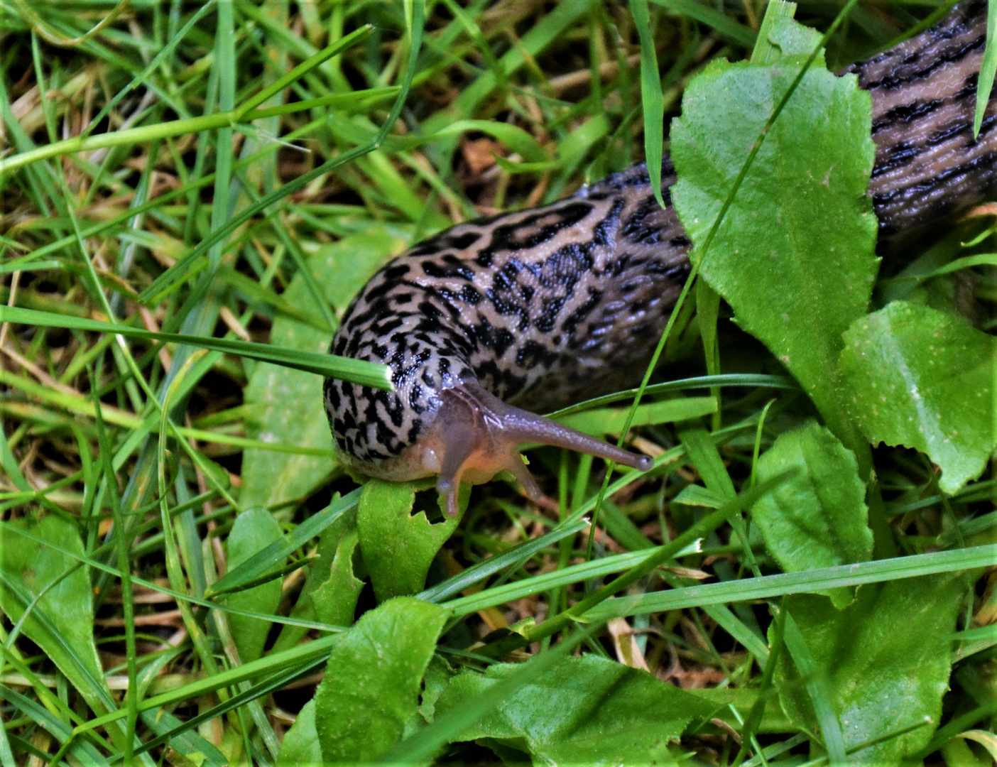 Der leopard schleicht durch das Gras ...