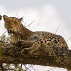 Der Leopard /Serengeti/Tanzania