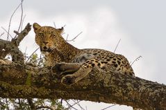 Der Leopard /Serengeti/Tanzania