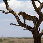 Der Leopard überblickt sein Revier