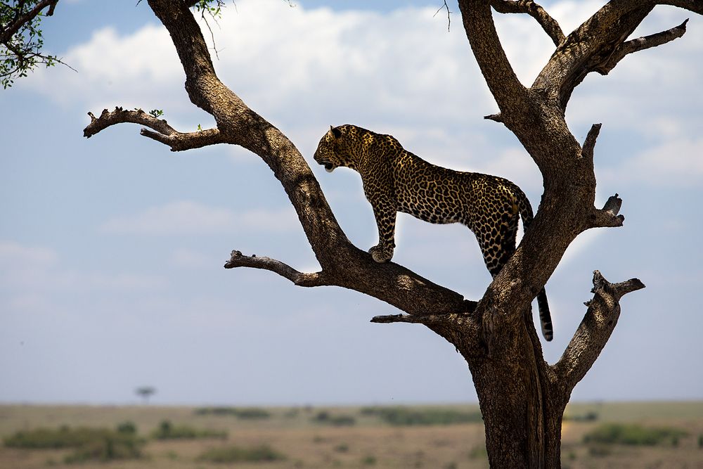 Der Leopard überblickt sein Revier