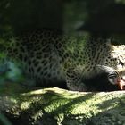 der Leopard und die Mipa