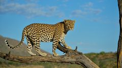 Der Leopard von Düsternbrook