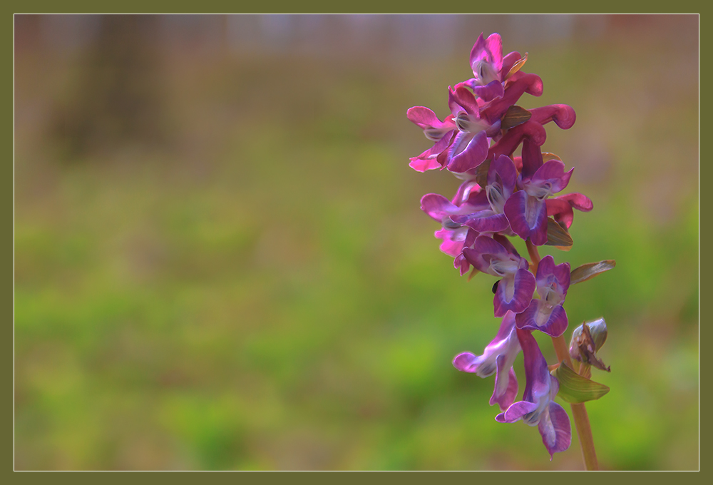 Der Lerche ihr Sporn... - Hohler Lerchensporn (Corydalis cava)