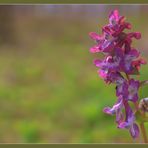 Der Lerche ihr Sporn... - Hohler Lerchensporn (Corydalis cava)