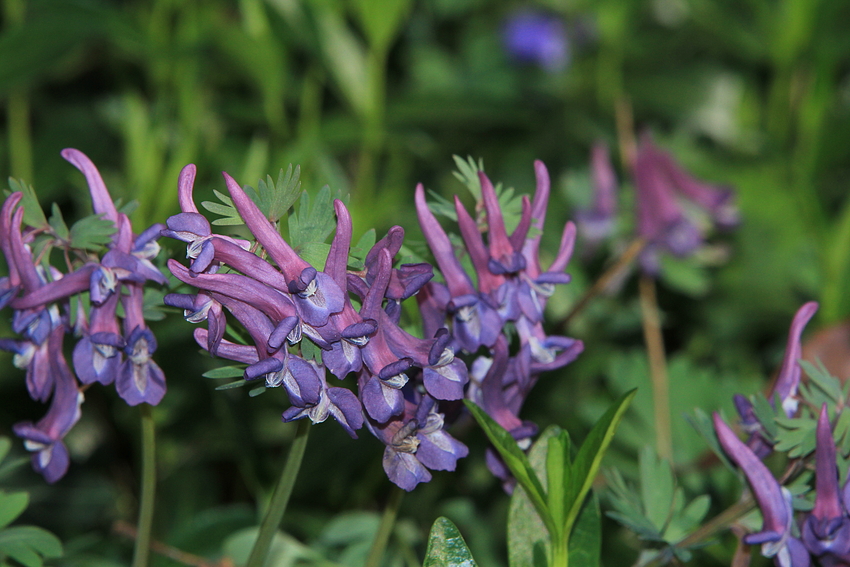 Der Lerchensporn (Corydalis)