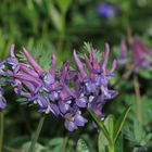 Der Lerchensporn (Corydalis)