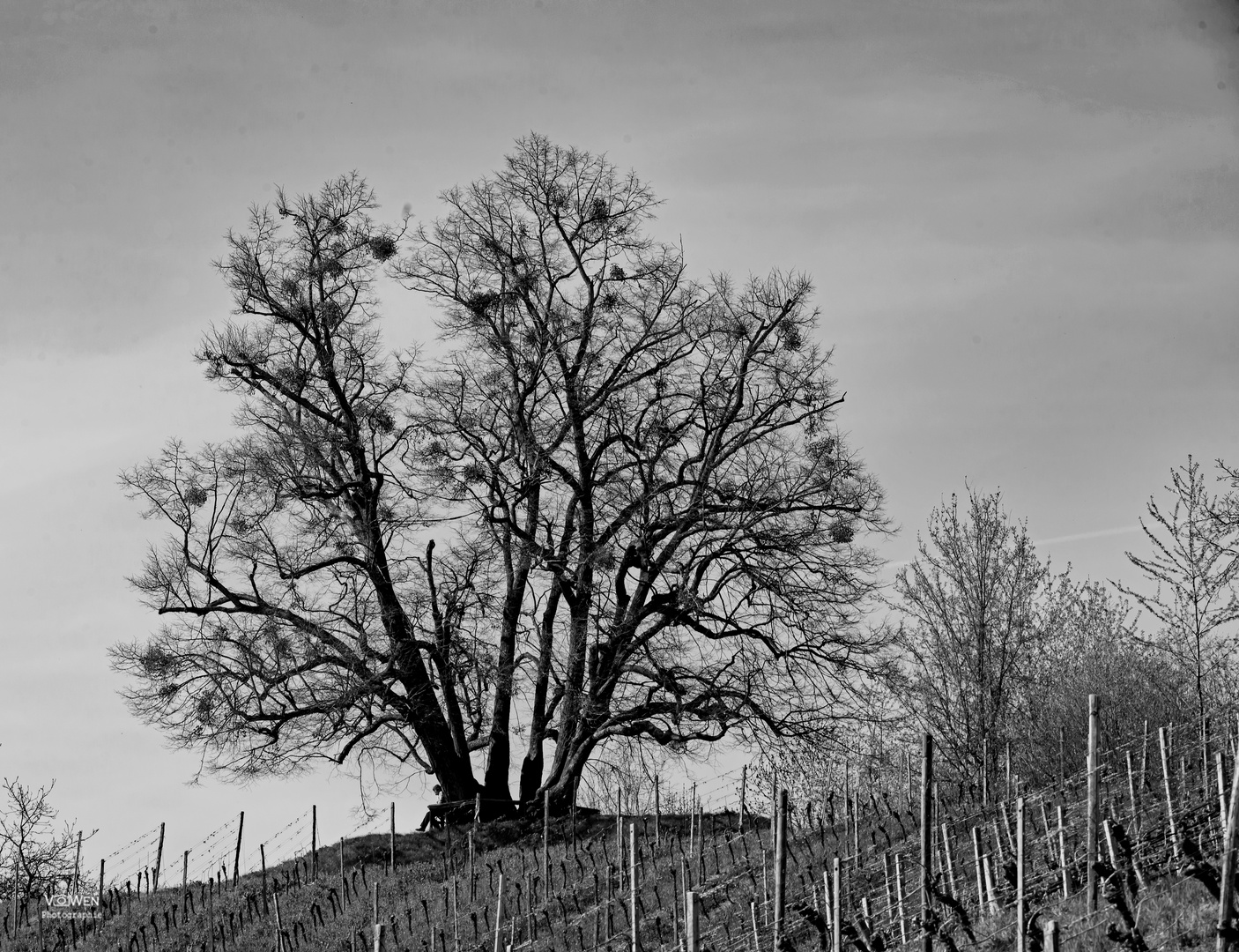 Der Leser im Weinberg