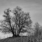 Der Leser im Weinberg