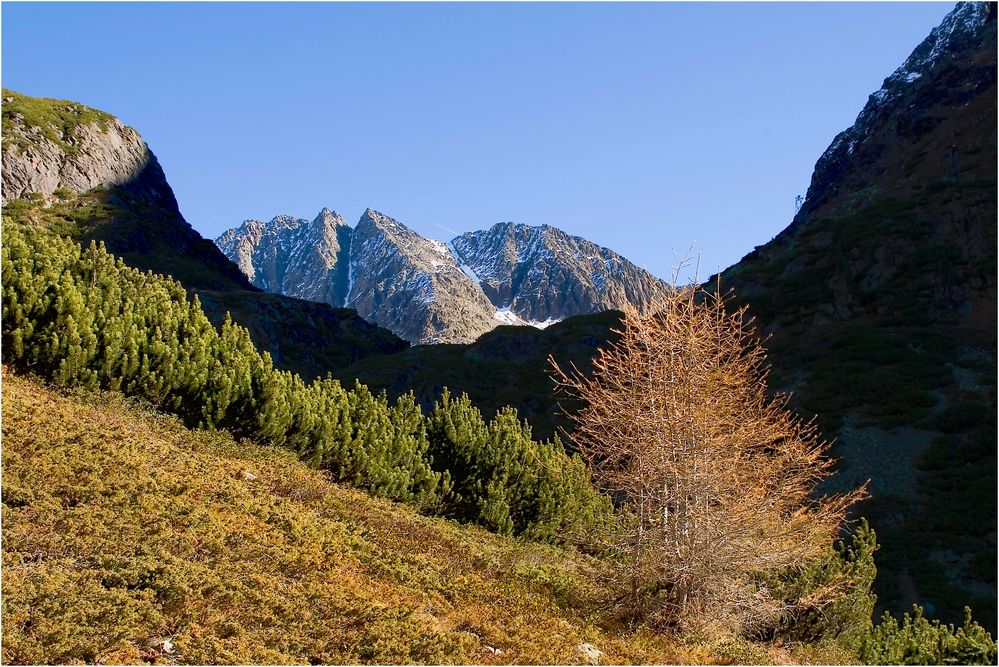 der letschte Larch