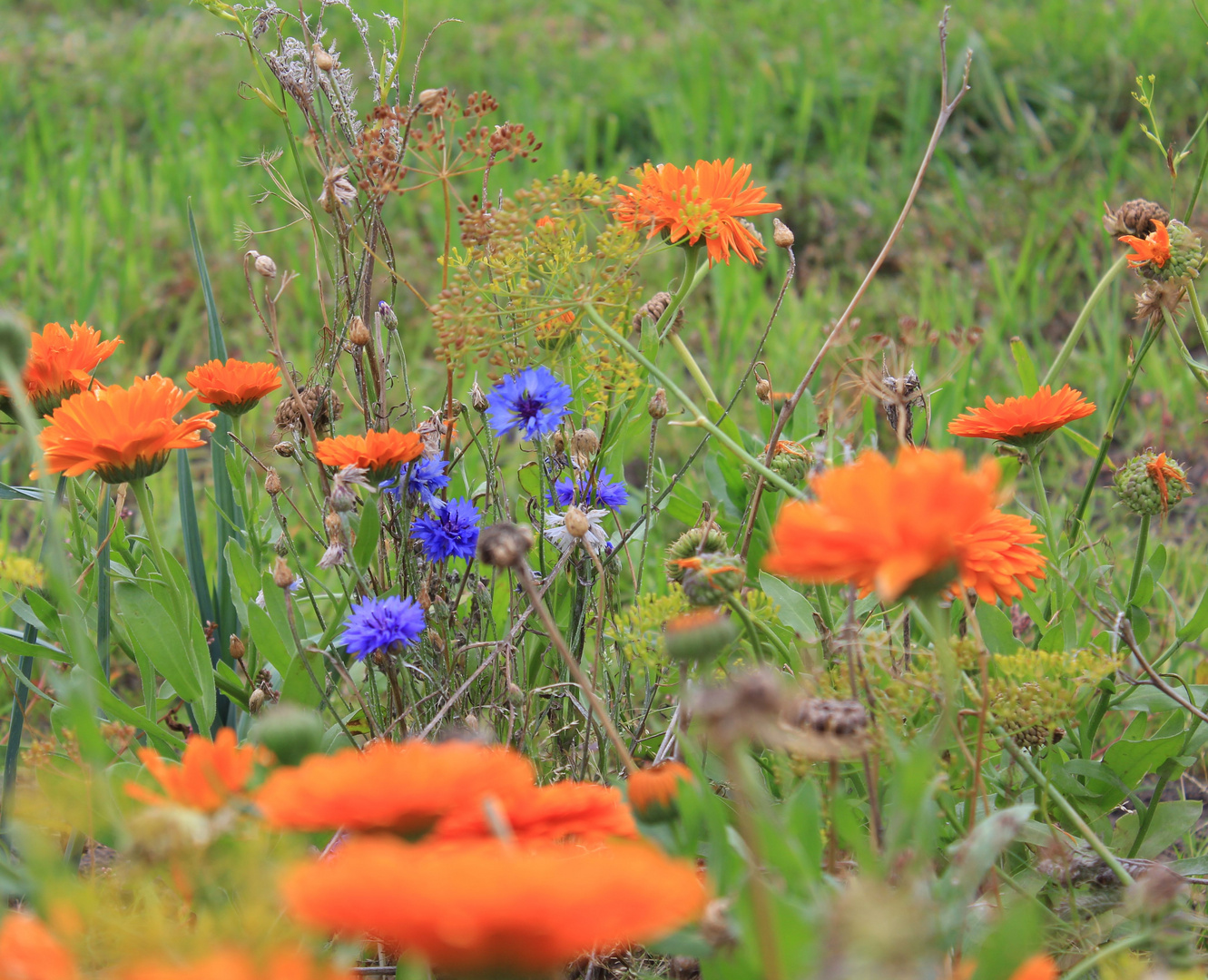 Der letze Hauch vom Sommer