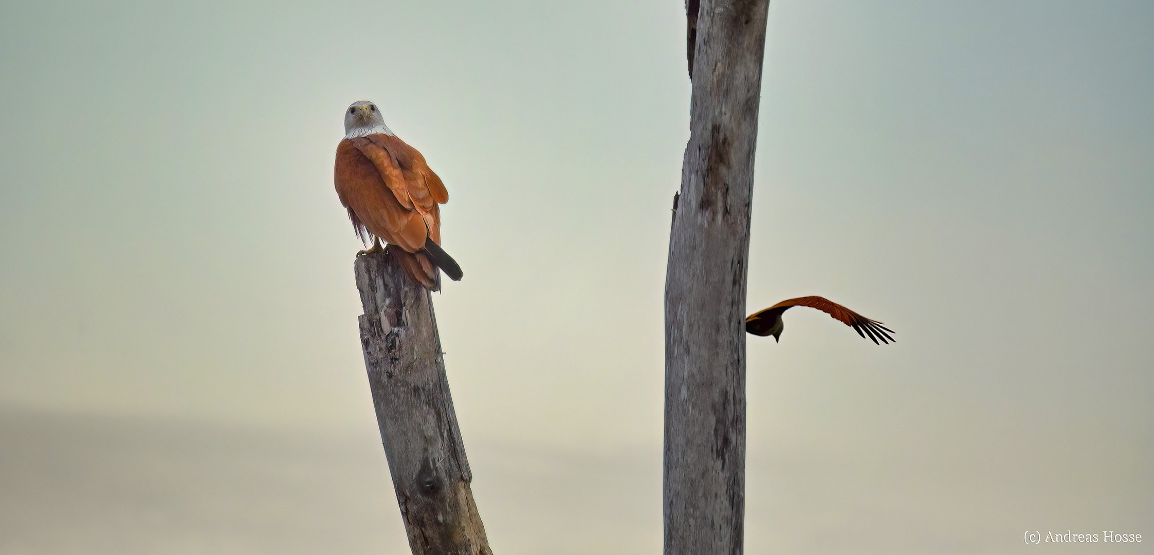 Der letzte Adler