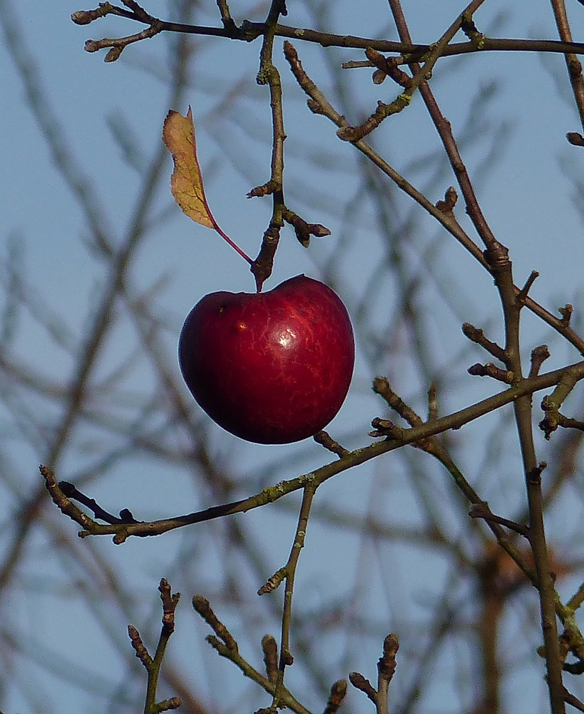 Der letzte am Apfelbaum