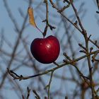 Der letzte am Apfelbaum