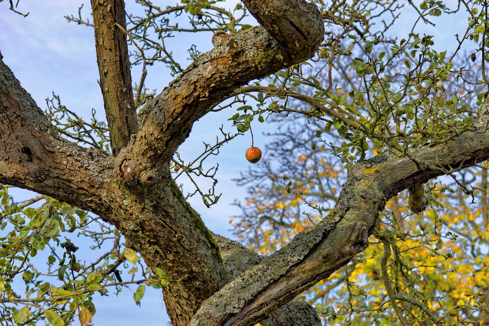 Der letzte Apfel