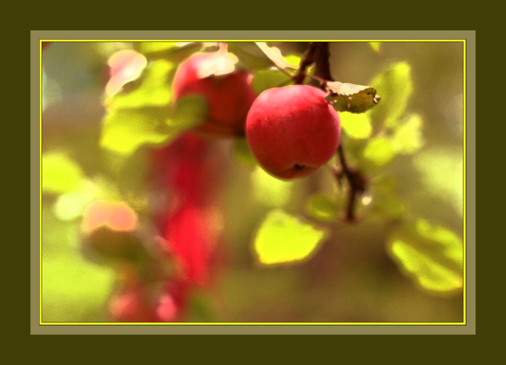 der letzte Apfel