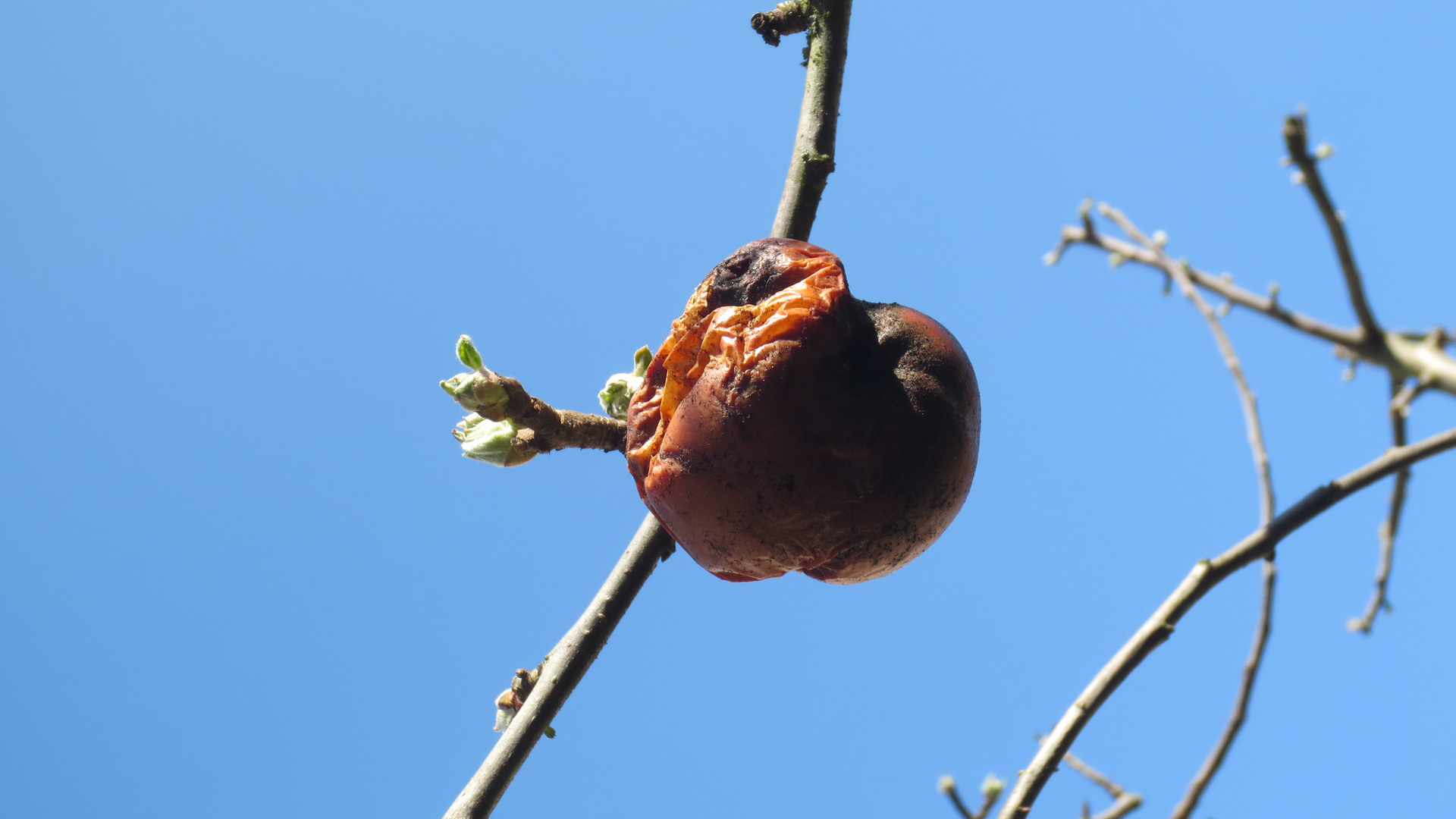 Der letzte Apfel