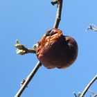 Der letzte Apfel