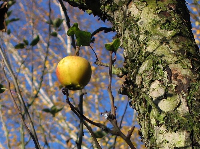 Der letzte Apfel!