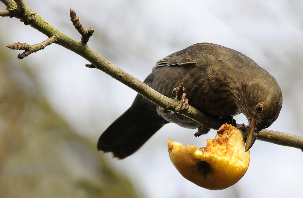 Der letzte Apfel