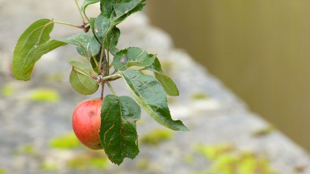 der letzte Apfel