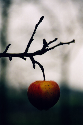 der letzte Apfel