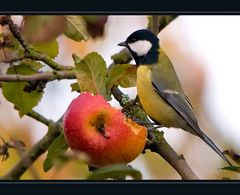 Der letzte Apfel....