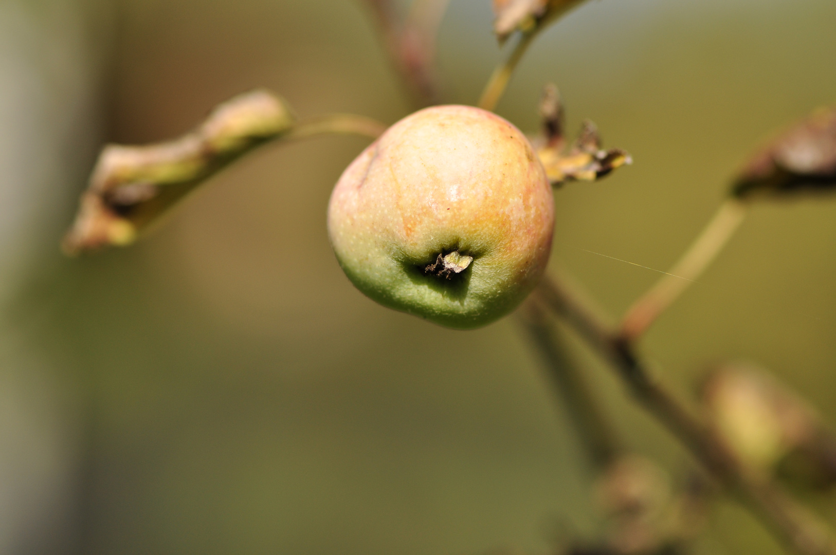 Der letzte Apfel