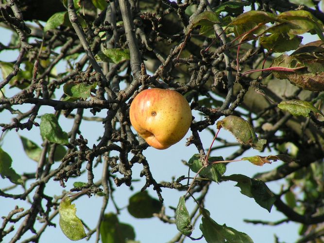 Der letzte Apfel