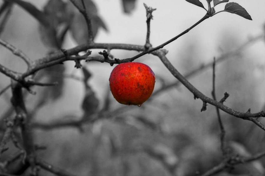 Der letzte Apfel