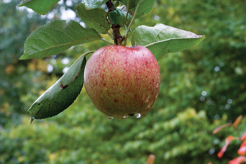 Der letzte Apfel