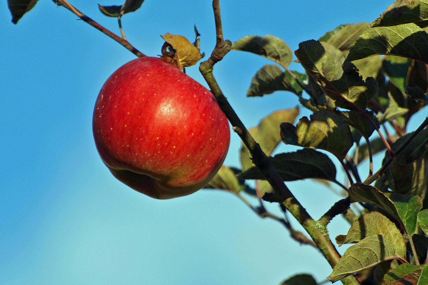 Der letzte Apfel