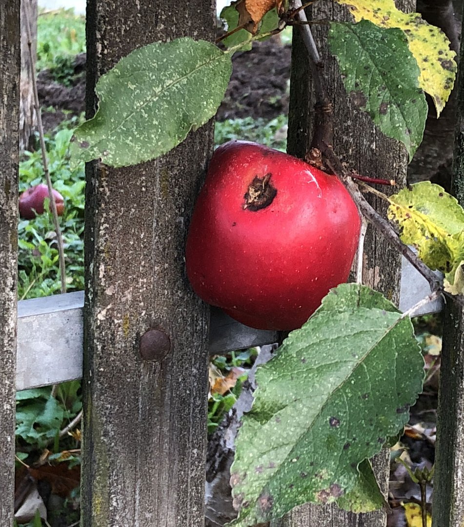 Der letzte Apfel ...