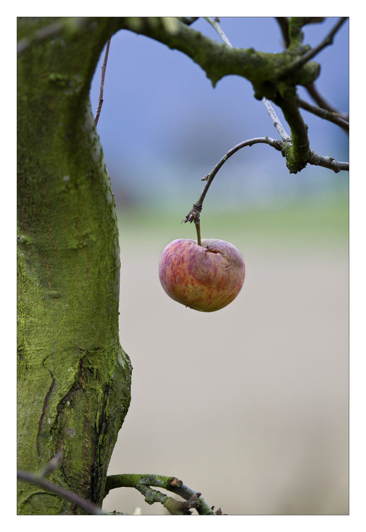 Der letzte Apfel