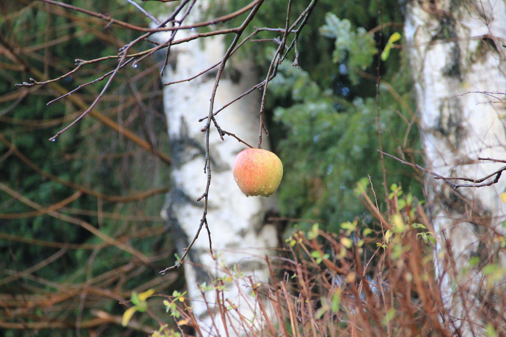 Der Letzte Apfel am Baum..............