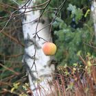 Der Letzte Apfel am Baum..............