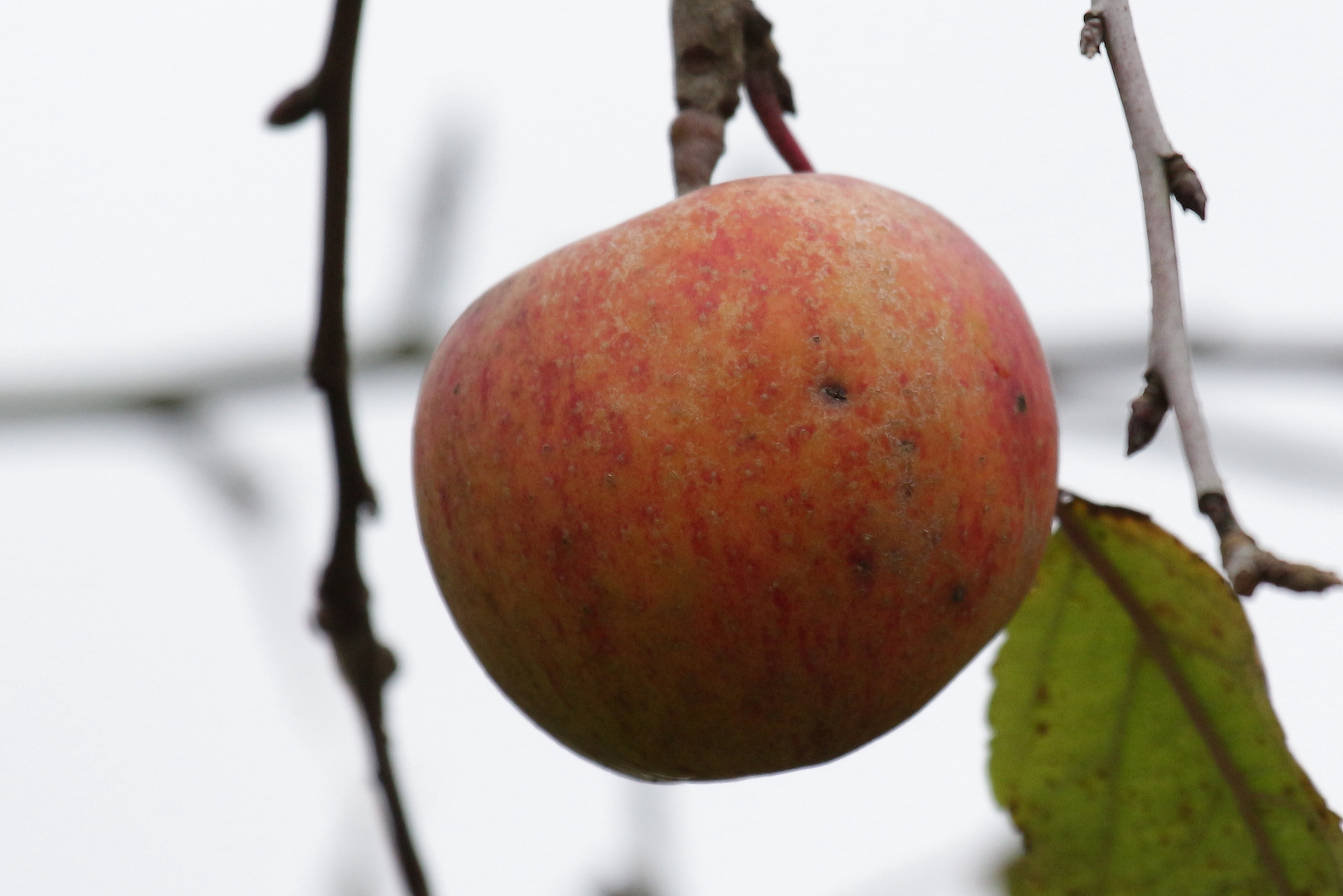 Der letzte Apfel am Baum