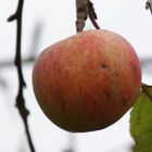 Der letzte Apfel am Baum