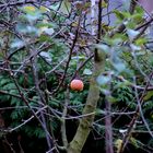 der letzte Apfel am Baum