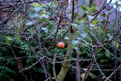 der letzte Apfel am Baum