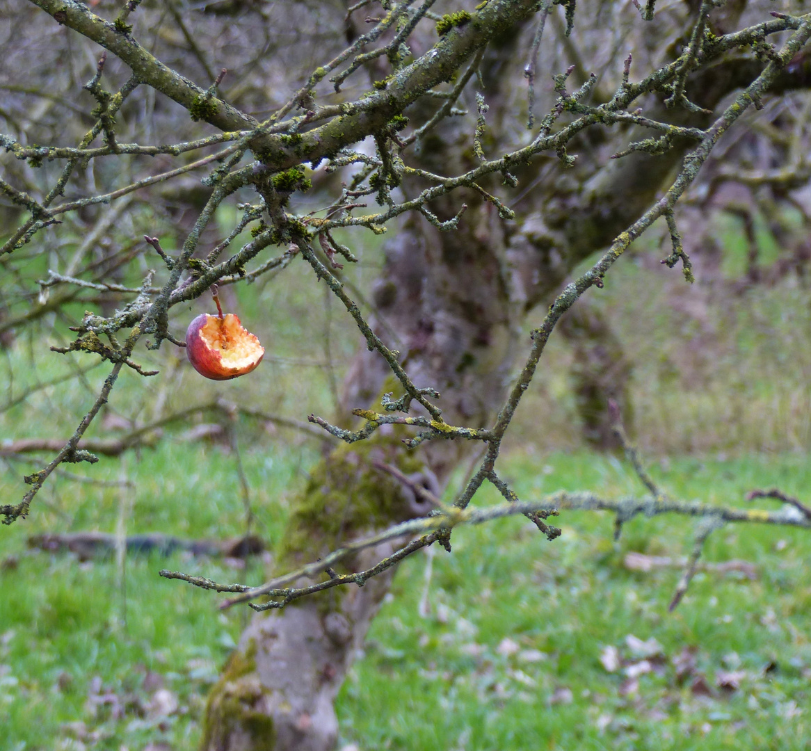 Der letzte Apfel am Baum...
