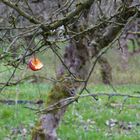 Der letzte Apfel am Baum...