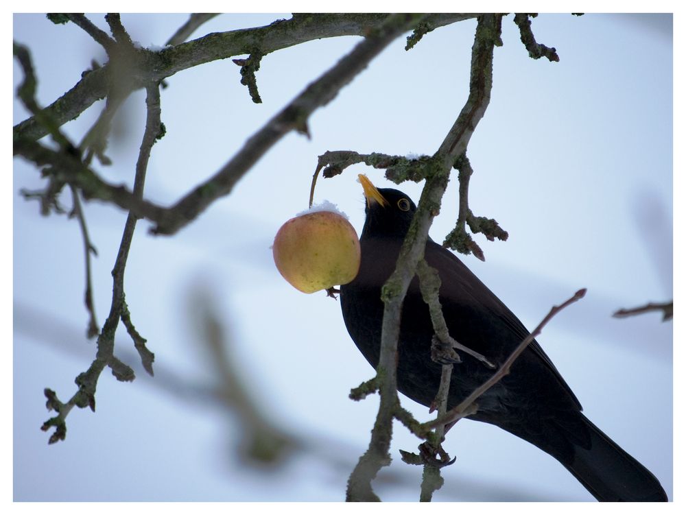 Der letzte Apfel am Baum